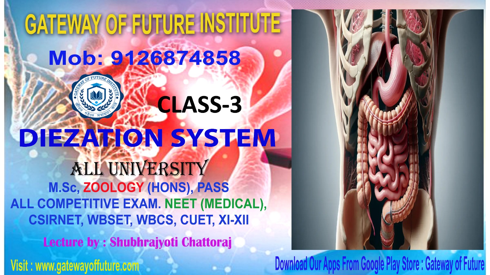 Digestive System And Associated Glands